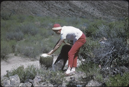 Joyce Kensler trying a biznaga, near Santa Clara