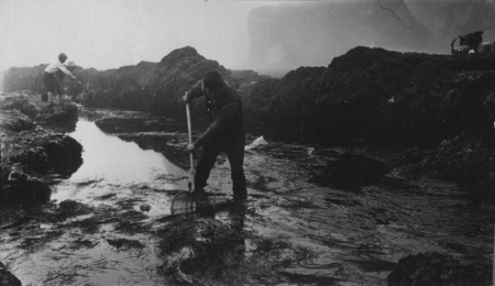 Carl Hubbs with dip net, Cape Foulweather tidepool