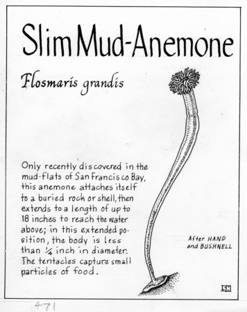 Slim mud-anemone: Flosmaris grandis (illustration from &quot;The Ocean World&quot;)