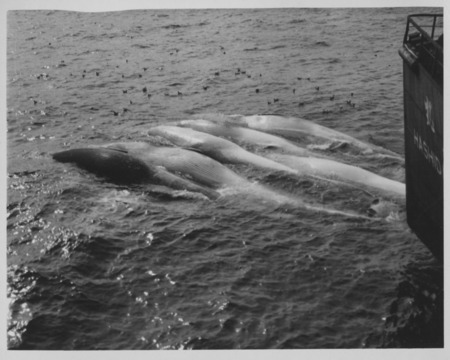 Captured whales alongside the Japanese Hashidate Maru whaling factory ship. Antarctica, c1948
