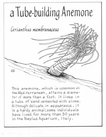 A tube-building anemone: Cerianthus membranaceus (illustration from &quot;The Ocean World&quot;)