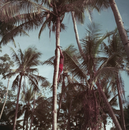 Man climbing a palm tree