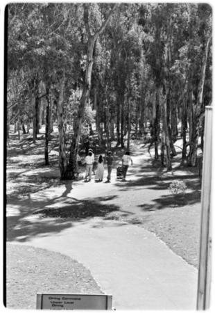 Pathway in eucalyptus grove
