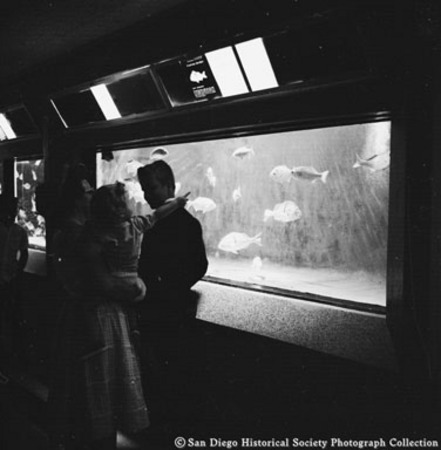 People looking at fish in Scripps Aquarium display