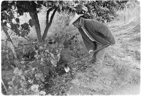 Loreto Arce working in his garden at Rancho San Gregorio