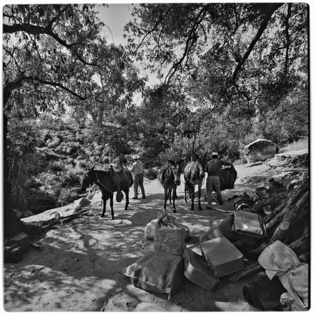 Packing mules at Rancho La Victoria in the Cape Sierra
