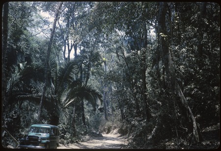 Tropical vegetation on the road to Puerto Vallarta