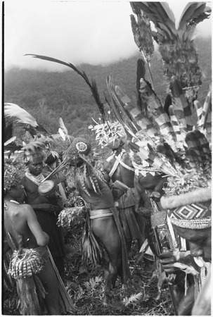Pig festival, pig sacrifice, Tsembaga: decorated men with headdresses and wigs, large banner and other feather valuables a...