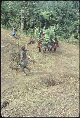Men bringing pig and carrying festive branches to Ngarinaasuru event, while being waved in by the host waving cordyline.