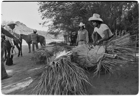 Loading palm fronds at Rancho San Martín