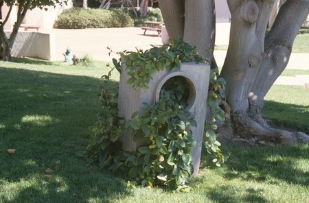 Something Pacific: detail: concrete cast of a television set with passion vine growing through it
