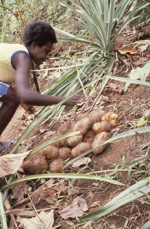 Vinmari harvesting white sweet potatoes