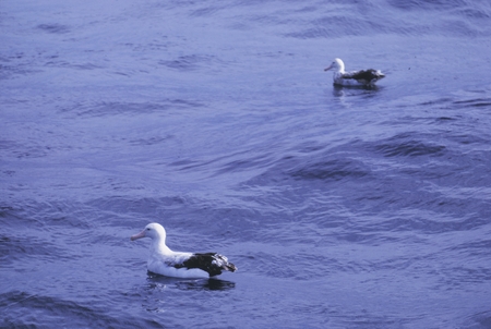 Albatross in South Atlantic