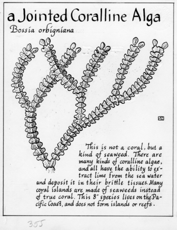 A jointed coralline alga: Bossea orbigniana (illustration from &quot;The Ocean World&quot;)