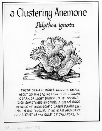 A clustering anemone: Palythoa ignota (illustration from &quot;The Ocean World&quot;)