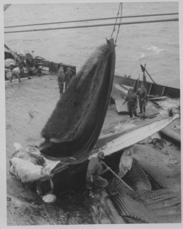 Cutting the baleen from a whale landed on the Japanese Hashidate Maru whaling factory ship. Antarctica, c1948
