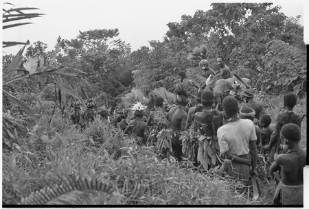 Pig festival, uprooting cordyline ritual, Tsembaga: men carry uprooted plants to be disposed at enemy boundary