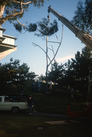 Trees: view of Silent Tree being installed by crane in its original location to the right of Geisel library entrance, UCSD