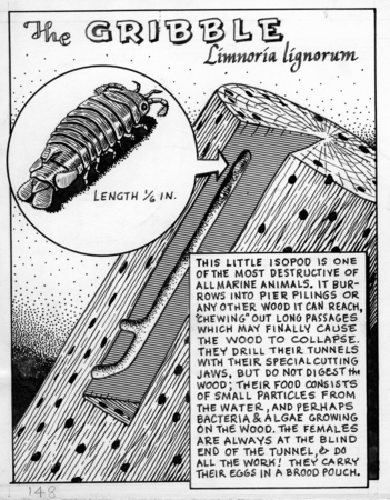The gribble: Limnoria lignorum (illustration from &quot;The Ocean World&quot;)