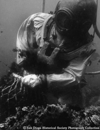 American Agar and Chemical Company diver underwater gathering seaweed off coast of Baja California