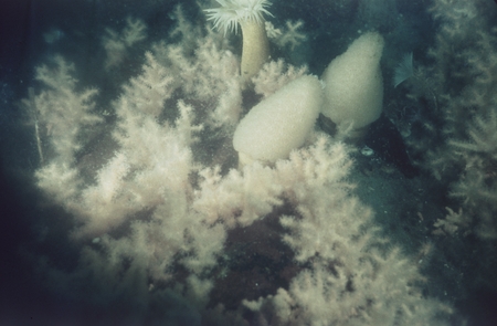 Soft corals, ascidians, and sea anemone