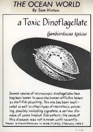 A toxic dinoflagellate: Gambierdiscus toxicus (illustration from &quot;The Ocean World&quot;)