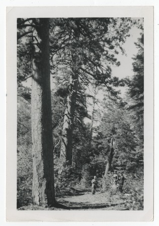 Trees near Cuyamaca Peak