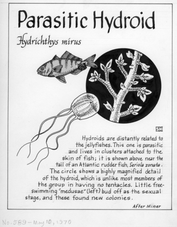 Parasitic hydroid: Hydrichthys mirus (illustration from &quot;The Ocean World&quot;)
