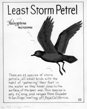 Least storm petrel: Halocyptena microsoma (illustration from &quot;The Ocean World&quot;)