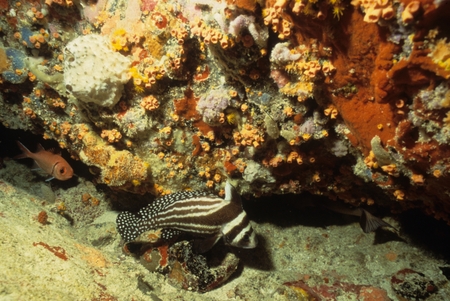 Two fishes in a coral reef scene