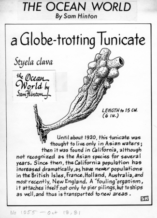 A globe-trotting tunicate: Styela clava (illustration from &quot;The Ocean World&quot;)