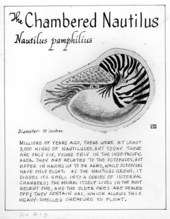The chambered nautilus: Nautilus pompilius (illustration from &quot;The Ocean World&quot;)