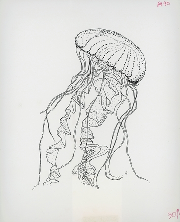 Jellyfish (Dactylometra)
