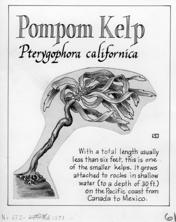 Pompom kelp: Pterygophora californica (illustration from &quot;The Ocean World&quot;)