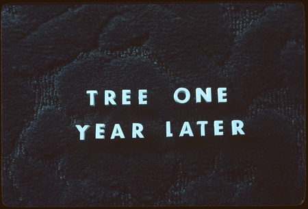&quot;Tree One Year Later&quot; [title slide]