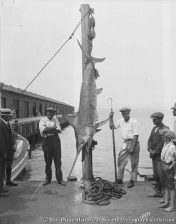 Men on dock posing with swordfish on display