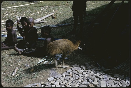 Kwiop children and cassowary