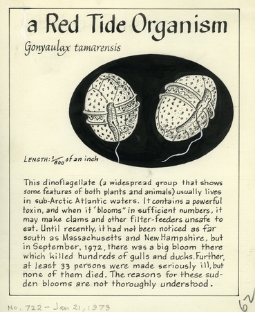 A red tide organism: Gonyaulax tamarensis (illustration from &quot;The Ocean World&quot;)