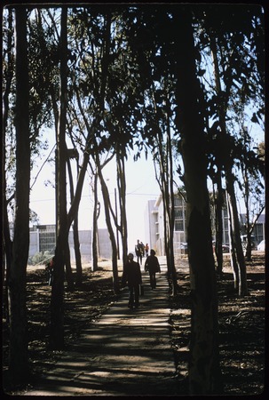 Pathway through eucalyptus grove