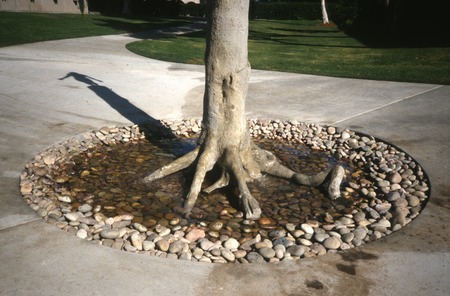 Standing: detail view of lower third of trunk of cast tree with roots, water and stones