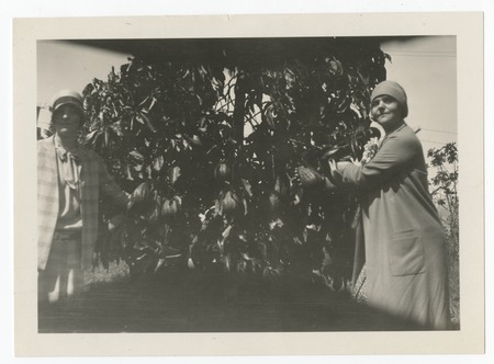 Women with avocado tree