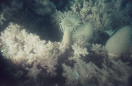 Soft corals, ascidians, sea anemone and polychaete worm