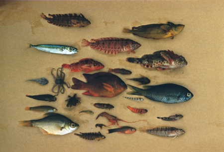 Smaller fish specimens, deep water poisoning, Guadalupe Island, Mexico