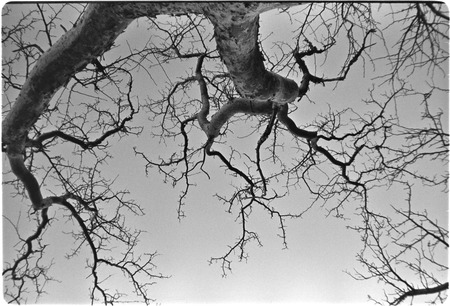 Elephant tree near Rancho Carrizito