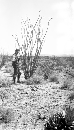 Thorny chamiso in plain of Buenos Aires