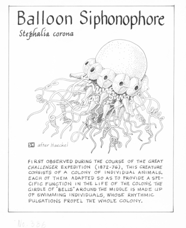 Balloon siphonophore: Stephalia corona (illustration from &quot;The Ocean World&quot;)