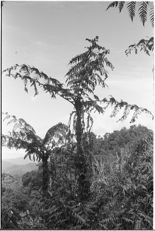 Gardening: kangup (Cyathea Cyatheaceae), edible tree fern in pandanus grove