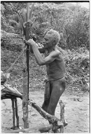 Man tying cordyline on stake where men will sing to accompany mao dancing.