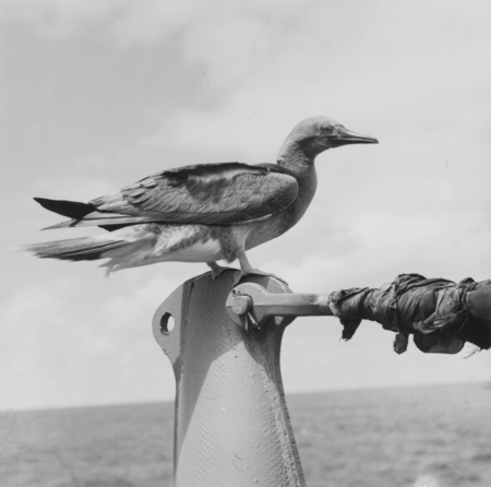 Booby bird perched on R/V Horizon, off Necker Island (Mokumanamana)
