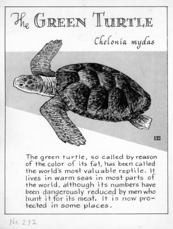 The green turtle: Chelonia mydas (illustration from &quot;The Ocean World&quot;)